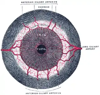 Iris, vista frontal.