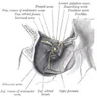 Disección mostrando los músculos oculares, incluyendo el recto externo o lateral.