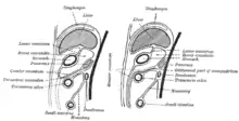 Diagramas para ilustrar el desarrollo del epiplón mayor y el mesocolon transverso.