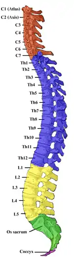 Columna vertebral.