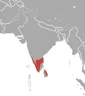 Distribución del loris esbelto gris