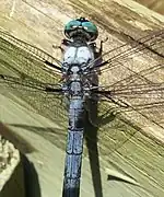 Libellula vibrans