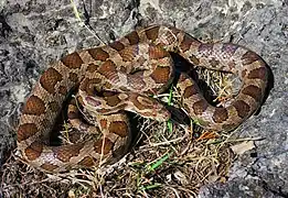 Pantherophis emoryi