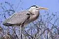 Garza ceniza(Ardea herodias)