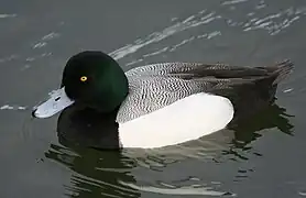 Macho de porrón bastardo con plumaje reproductivo.