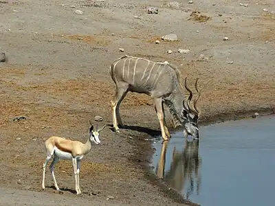 Macho adulto bebiendo en un abrevadero de agua con su cría.