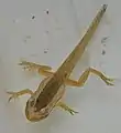 Renacuajo en desarrollo