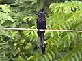 Ejemplar en crecimiento en el que se observa el desarrollo de las plumas exteriores de su cola (Ghats occidentales, Kerala)