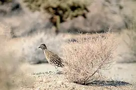 Geococcyx californianus