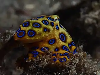 Pulpo mayor de anillos azules (Hapalochlaena lunulata)