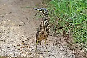 Un juvenil B. s. atricapilla, Ghana