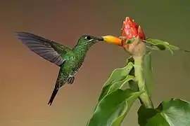 Colibrí