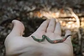 Allolobophora verde