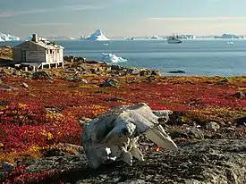 Tundra de Groenlandia