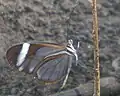 Mariposa cristal fotografiada en El Crucero, Managua, Nicaragua.