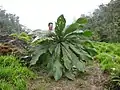 Descubrimiento de Grias subbullata (Lecythidaceae).