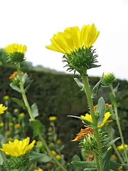 Grindelia robusta