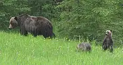 Oso Grizzly y dos cachorros en Kananaskis Country.