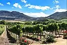 Groot Constantia Estate.