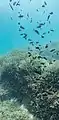 Grupo de fulas blancas (Chromis limbata).