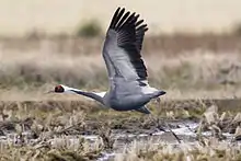 Grulla cuelliblanca