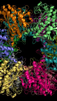 Glutamine Synthetase – 12 subunits.