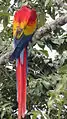 Guacamaya libre en Palenque.