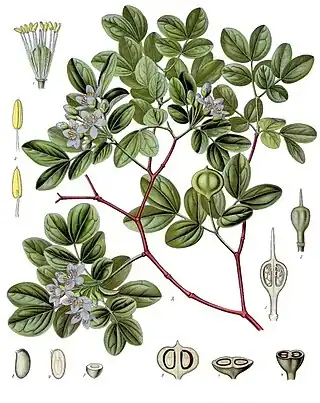 Guaiacum officinale L.