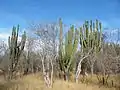 GuamúchilClima semiárido cálido (BSh)