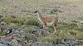 Guanaco dentro del Parque