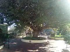 Parque del Árbol Histórico del Guatapaná