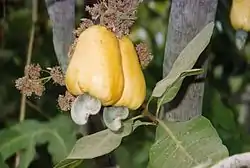 Marañon (Anacardium occidentale)