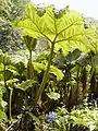 Gunnera de unos 2 m de altura