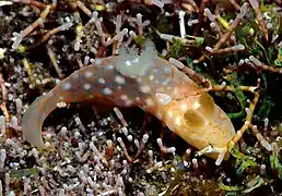 Gymnodoris okinawae