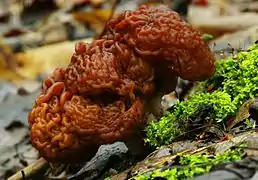 Gyromitra esculenta