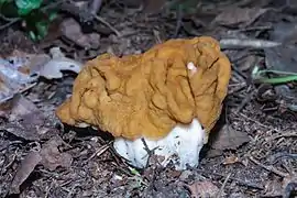 Gyromitra gigas