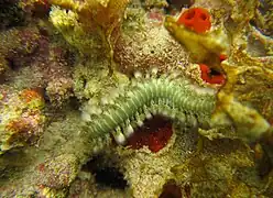 H. carunculata en la península de Barú, Colombia.