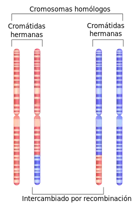 Depiction of chromosome 1 after undergoing homologous recombination in meiosis