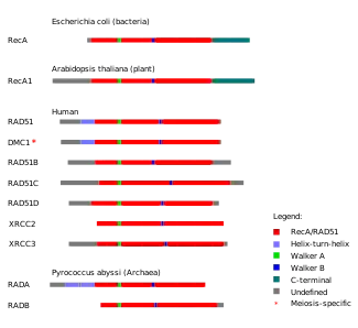 Graphic showing proteins from each domain of life. Each protein is shown horizontally, with homologous domains on each protein indicated by color.