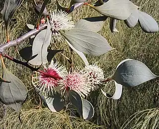 Hakea petiolaris from southwest WA