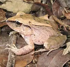 Haddadus binotatus, o rana de la hojarasca.