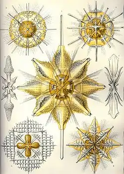 Acantharea (Acanthometra) p.21