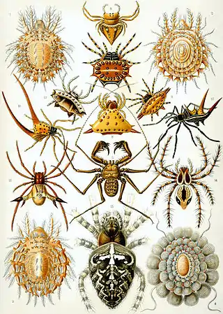 Arácnidos (Arachnida) p.66