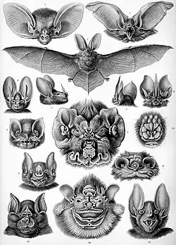 Murciélagos (Chiroptera) p.67