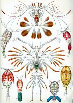 Copépodos (Copepoda) p.56