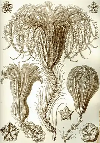 Crinoideos (Crinoidea)p. 20