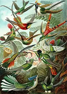 Colibríes (Trochilidae) p.99