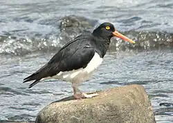 Ostrero magallánico (Haematopus leucopodus).