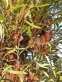 Hakea archaeoides, from NSW North Coast.