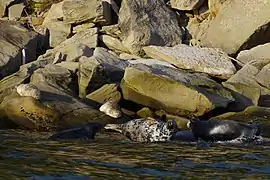 Focas grises (Halichoerus grypus) en primer plano y dos focas comunes (Phoca vitulina) al fondo, en la costa del cabo Gaspé.